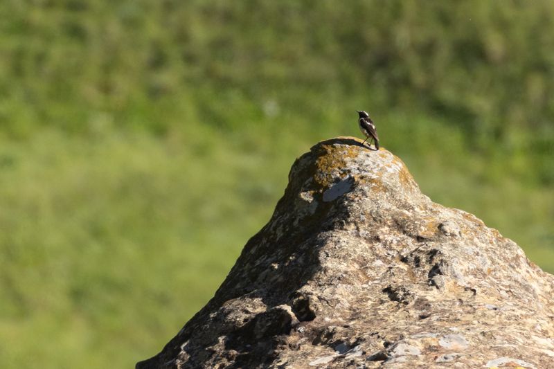Buff-streaked Chat (Campicoloides bifasciatus)