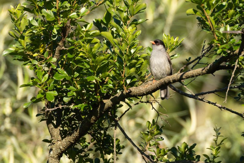 Bush Blackcap (Sylvia nigricapillus)