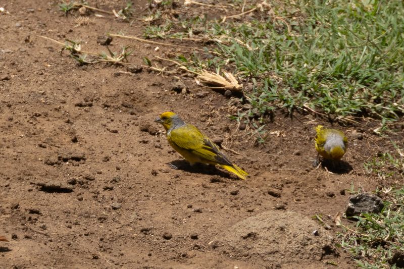 Cape Canary (Serinus canicollis)