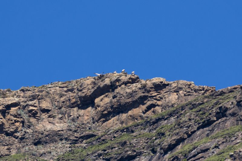 Cape Vulture (Gyps coprotheres)