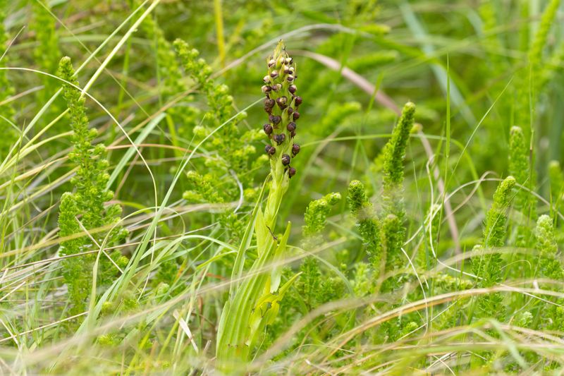 Drakensberg Mountains Corycium (Corycium dracomontanum)