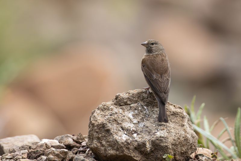 Drakensberg Siskin (Crithagra symonsi)