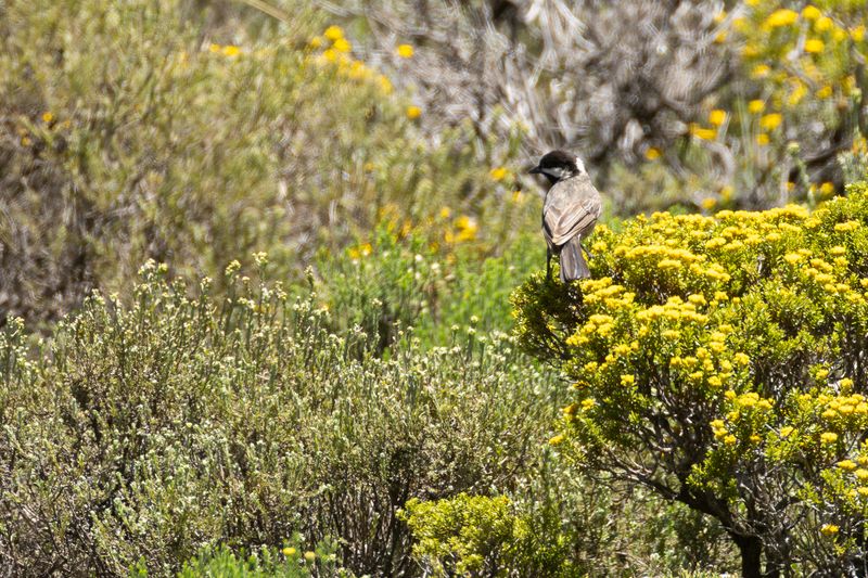 Grey Tit (Melaniparus afer)