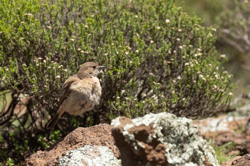 Sickle-winged Chat (Emarginata sinuata)