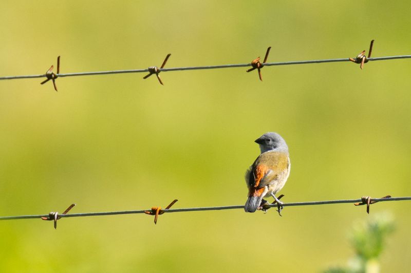 Swee Waxbill (Coccopygia melanotis)