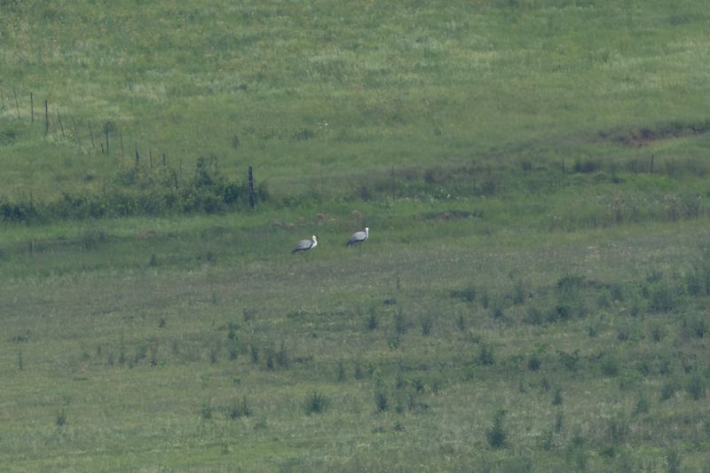 Wattled Crane (Grus carunculata)