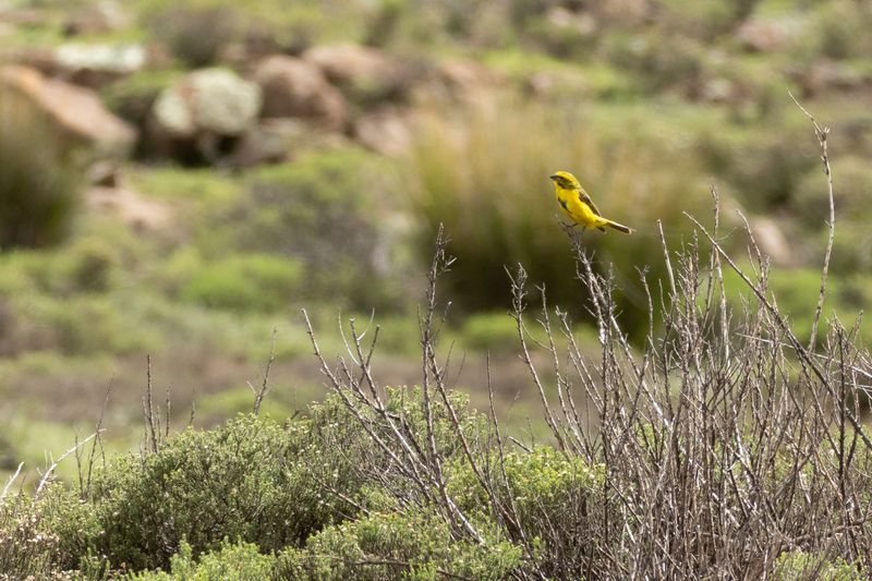 Yellow Canary (Crithagra flaviventris)
