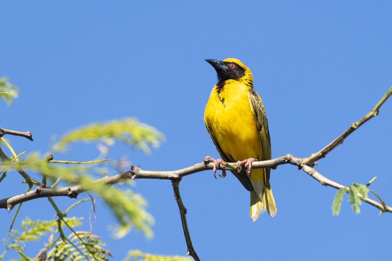 Village Weaver (Ploceus cucullatus)