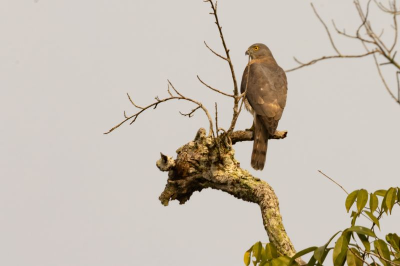 Shikra (Tachyspiza badia)