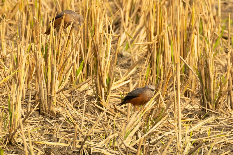 Chestnut-tailed Starling (Sturnia malabarica)