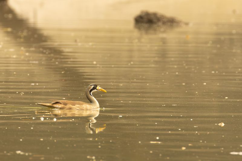 Masked Finfoot (Heliopais personatus)