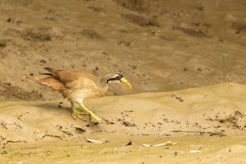 Masked Finfoot (Heliopais personatus)