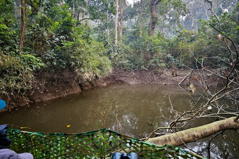Hide for Cachar Bulbul