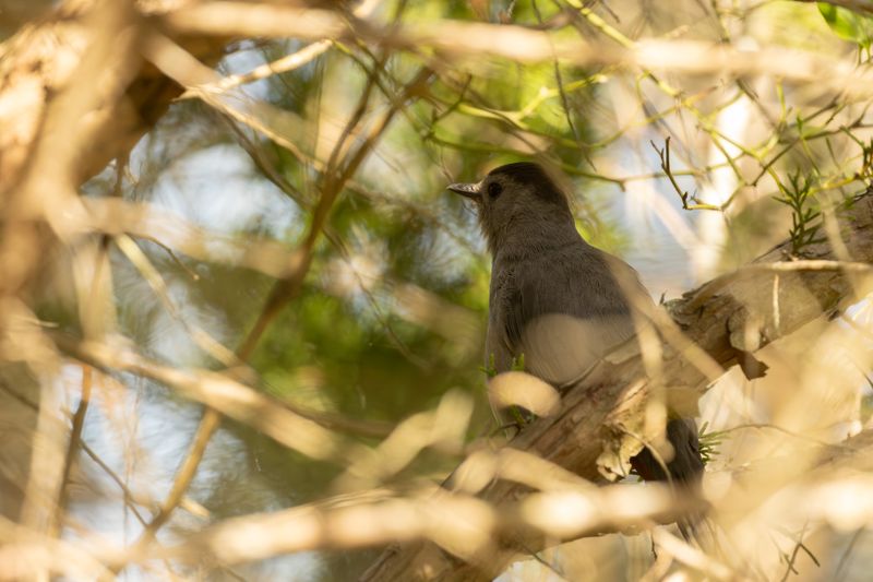 Grey Catbird (Dumetella carolinensis)