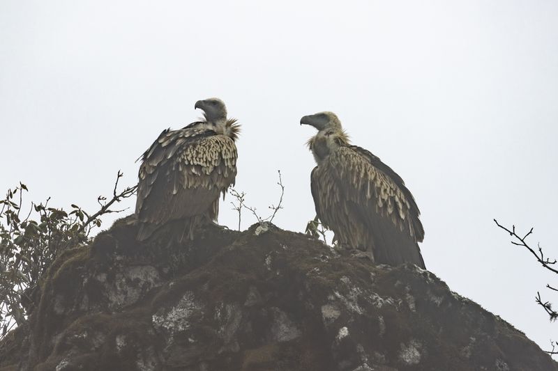 Himalayan Vulture (Gyps himalayensis)