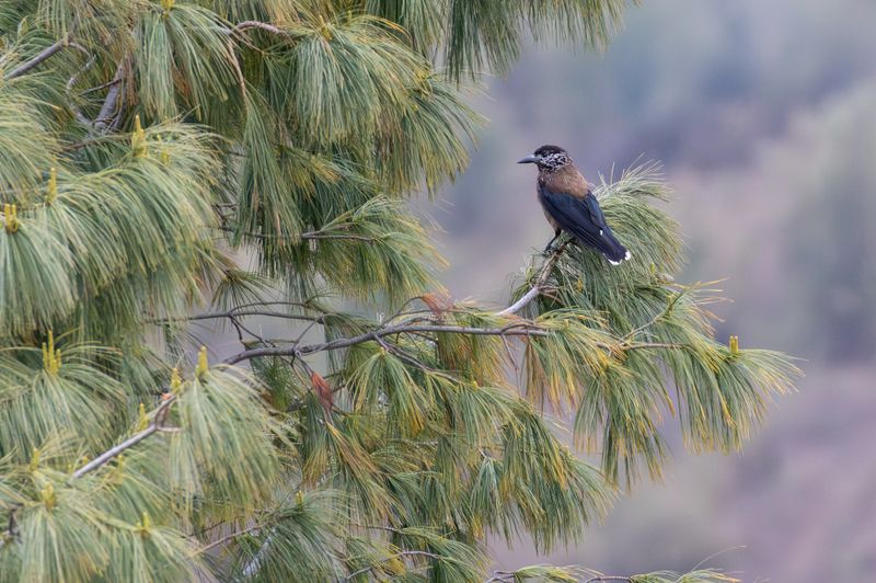 Southern Nutcracker (Nucifraga hemispila macella)