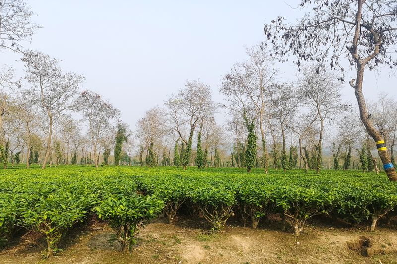 Tee plantation