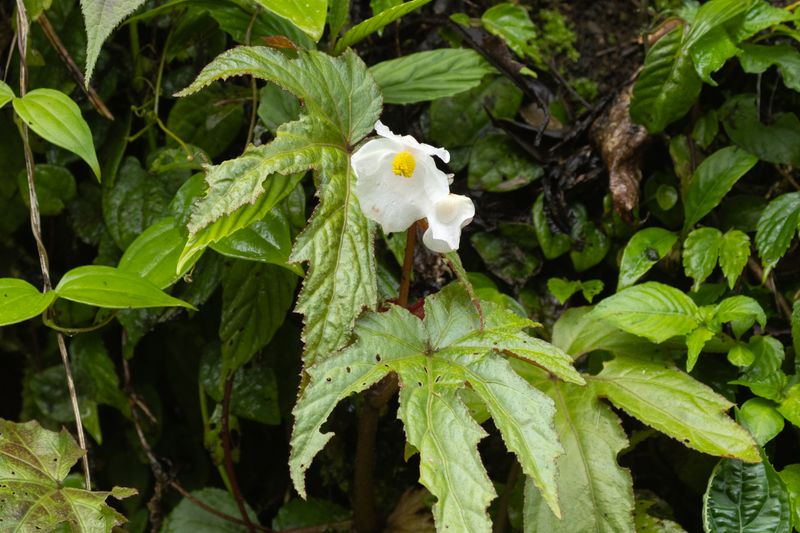 Begonia sp.