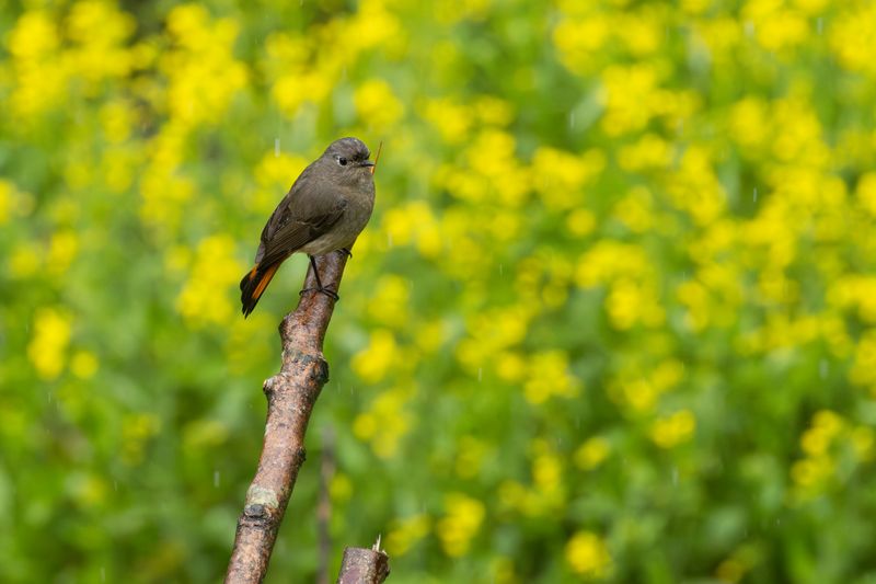 Blue-fronted Redstart (Phoenicurus frontalis)