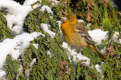 Baltimore Oriole (Icterus galbula)