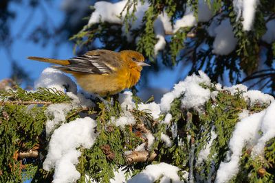 Baltimore Oriole (Icterus galbula)