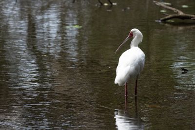 African Spoonbill (Platalea alba)