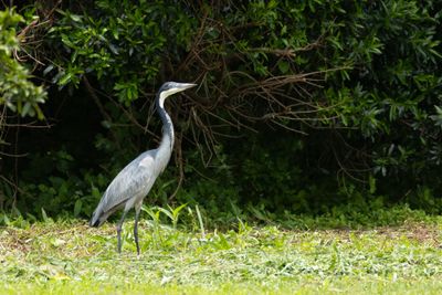 Black-headed Heron (Ardea melanocephala)