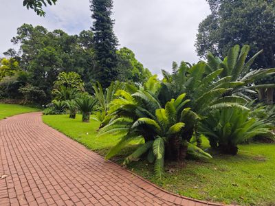 Cycads