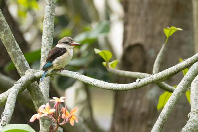 Brown-hooded Kingfisher (Halcyon albiventris)