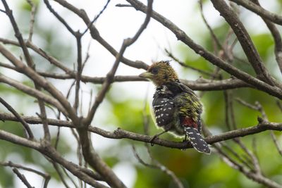 Crested Barbet (Trachyphonus vaillantii)