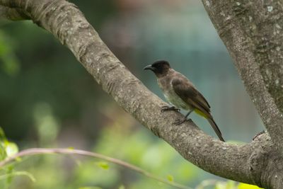 Dark-capped Bulbul (Pycnonotus tricolor)