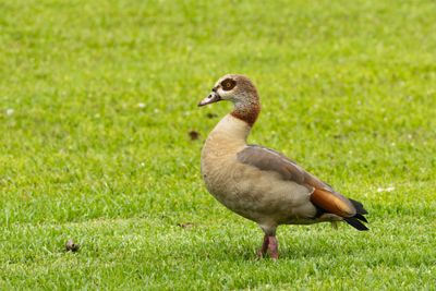 Egyptian Goose (Alopochen aegyptiaca)