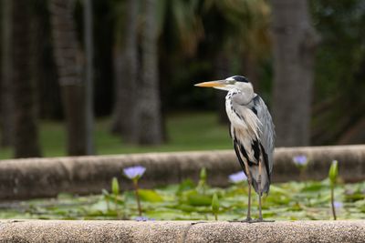 Grey Heron (Ardea cinerea)