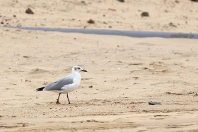Grey-headed Gull (Chroicocephalus cirrocephalus)