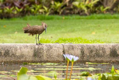 Hamerkop (Scopus umbretta)