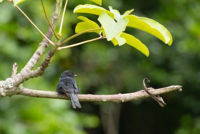 Southern Black Flycatcher (Melaenornis pammelaina)