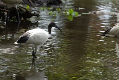 African Sacred Ibis (Threskiornis aethiopicus)