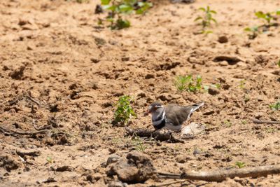 Three-banded Plover (Charadrius tricollaris)