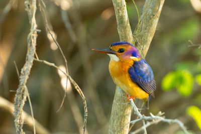 African Pygmy Kingfisher (Ispidina picta)
