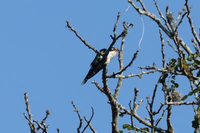 Klaas's Cuckoo (Chrysococcyx klaas)