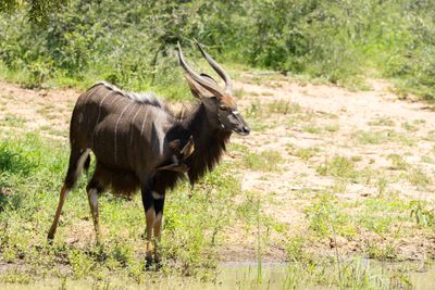 Nyala (Tragelaphus angasii) and Red-billed Oxpecker (Buphagus erythrorynchus)