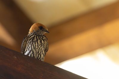 Lesser Striped Swallow (Cecropis abyssinica)