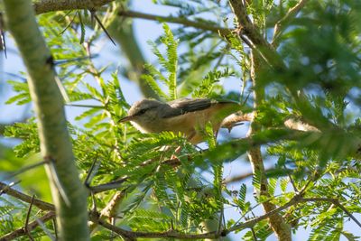 Crombecs & African Warblers