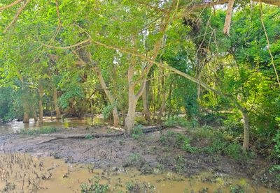 Fig forest