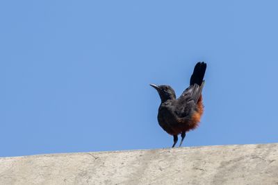 Mocking Cliff Chat (Thamnolaea cinnamomeiventris)