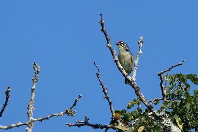 Southern Red-fronted Tinkerbird (Pogoniulus pusillus)