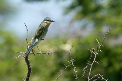 Blue-cheeked Bee-eater (Merops persicus)