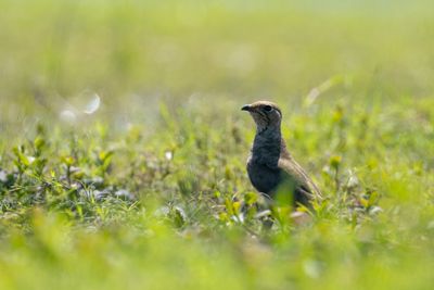 Collared Pratincole (Glareola pratincola)