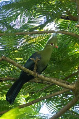 Turacos