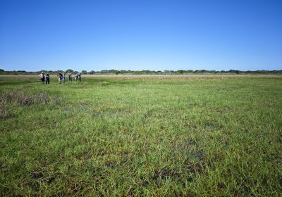 Marshland birding